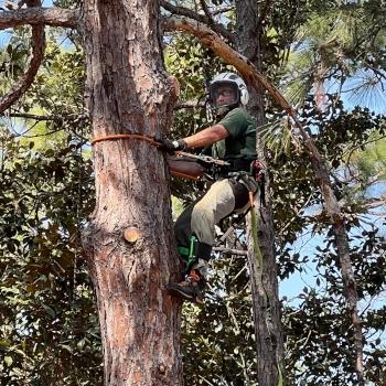 Climber climbing a large pine