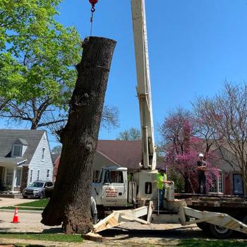 Crane lifting a large dead oak log