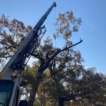 Crane rigging a large oak limb