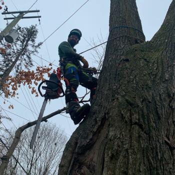 Looking up at climber in tree with chainsaw