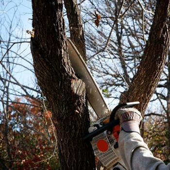 Man pruning a tree stub with a chainsaw