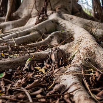 Tree root system