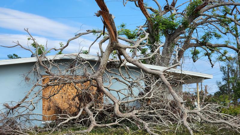 Broken tree on house