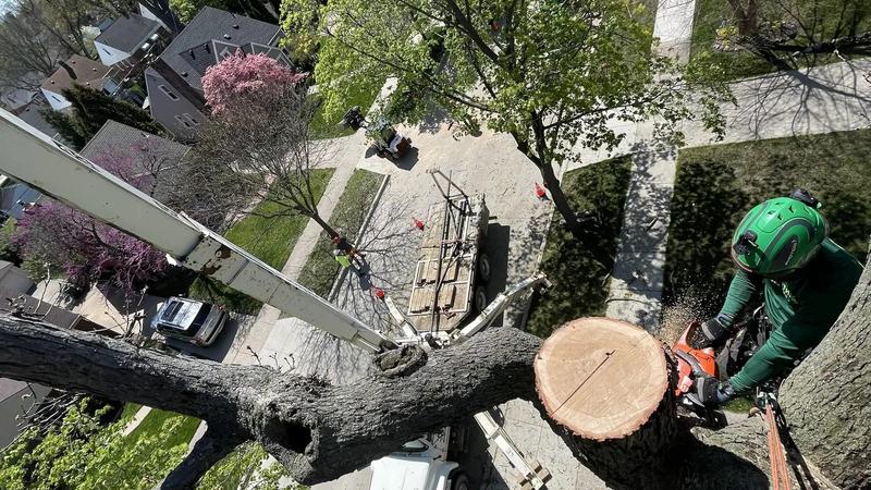 Crane with climber in tree cutting a large dead oak limb