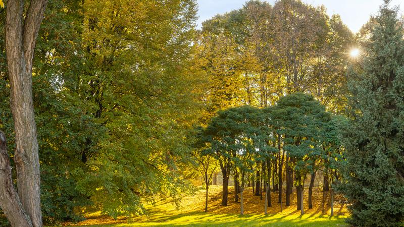 Healthy trees in a backyard setting