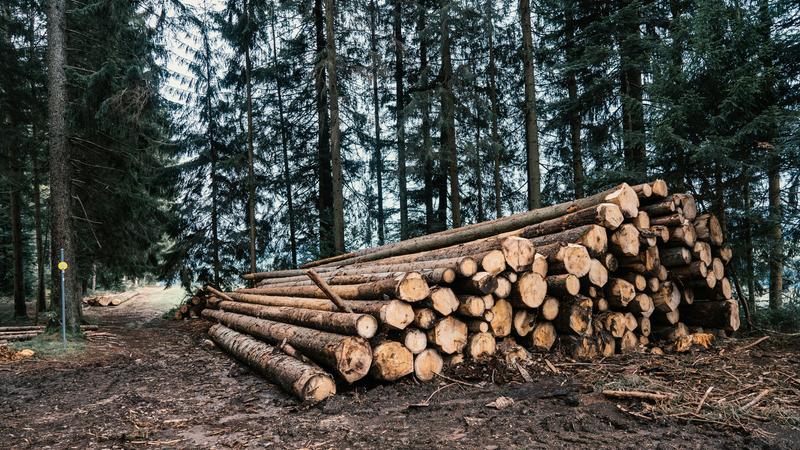 Stack of logs