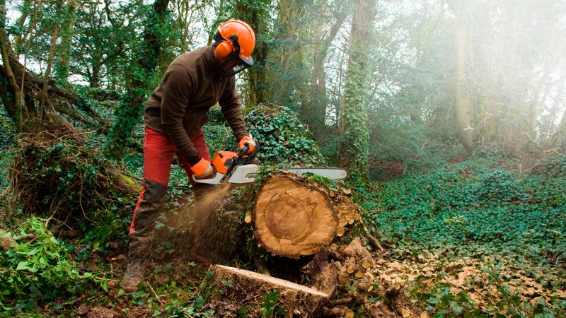 Man safely cutting a tree in the woods