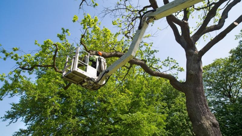 Climber in a bucket pruning a tree limb