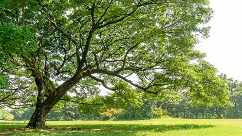 Large elm tree in a pasture