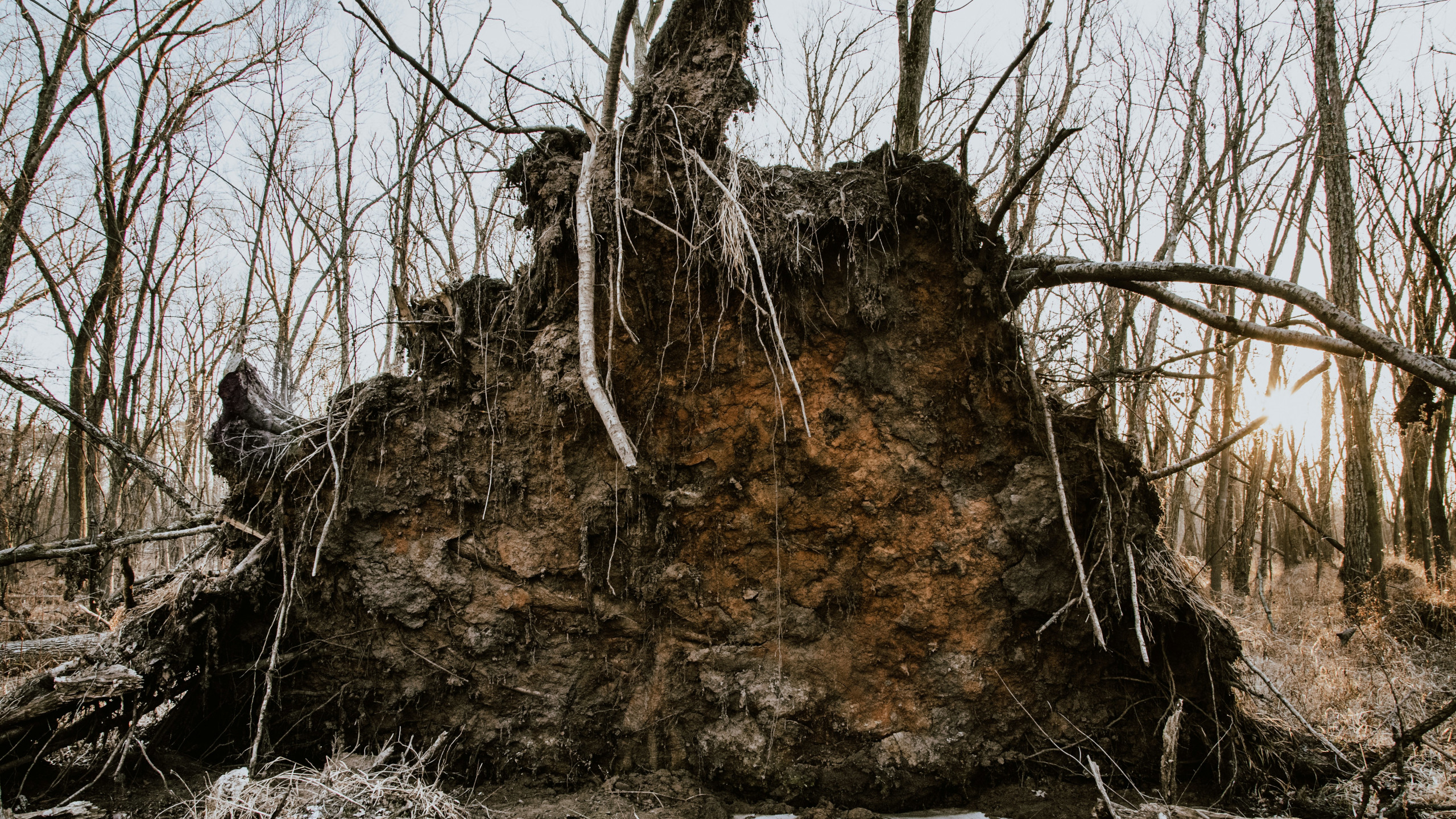 Tactical Tree Assessing Tree Health After Heavy Rain | Tactical Trees
