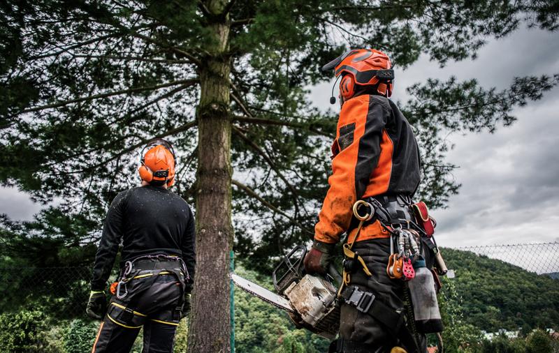 Arborist with safety gear