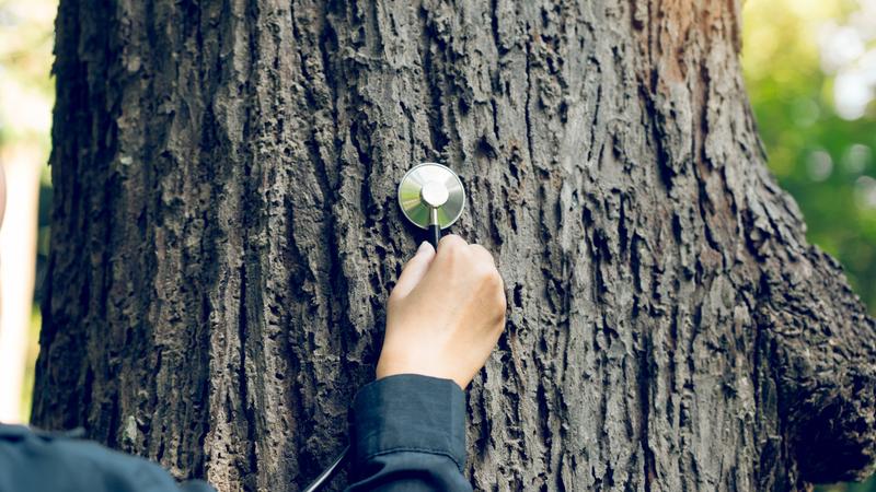 Assessing tree health with stethescope