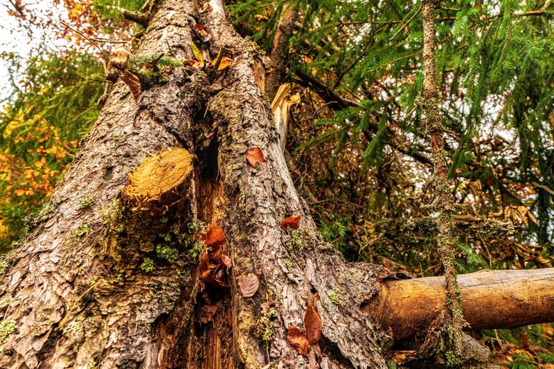 Pine tree trunk that was struck by lightning