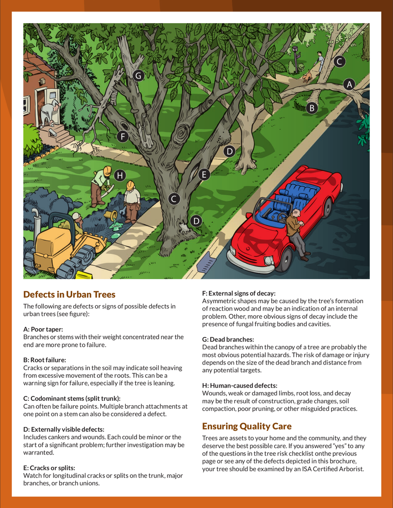 Infographic describing tree defects