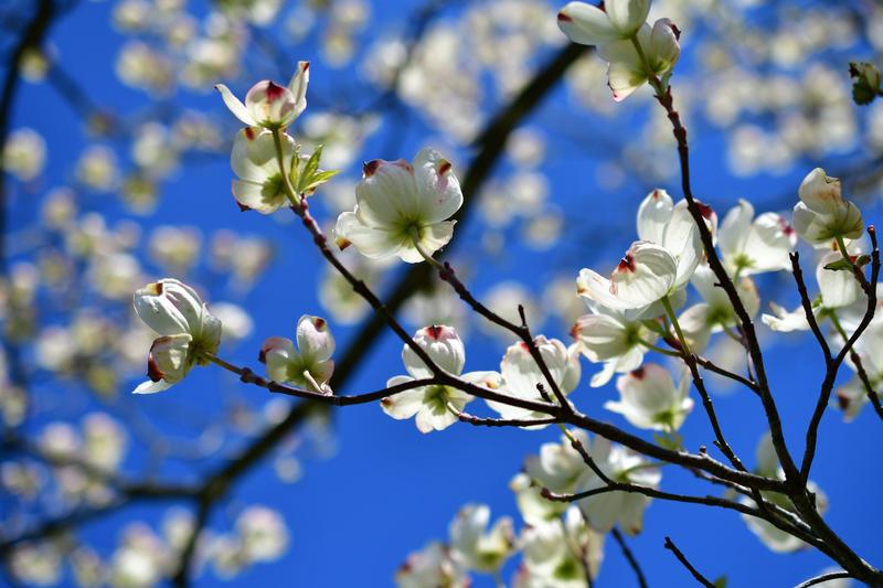 Dogwood branch blooming in spring