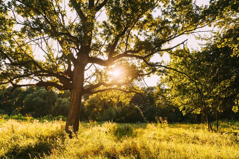 An old oak tree with sun shining through on a summer day