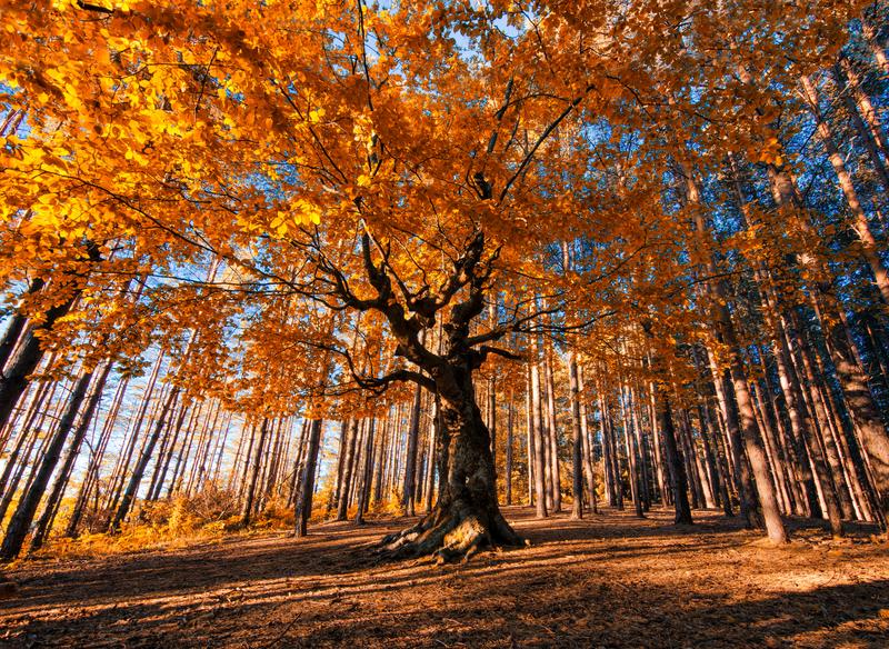 Old beautiful tree in the pines during autumn