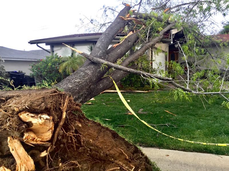 Tree fell on house