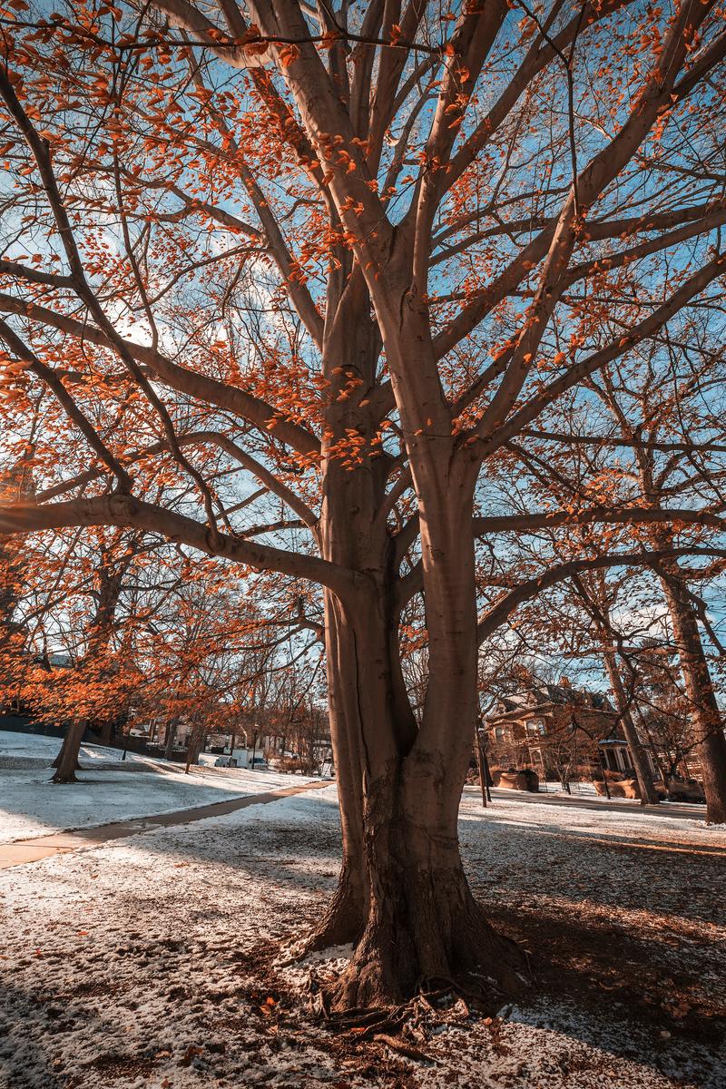 Tree in winter with light snow