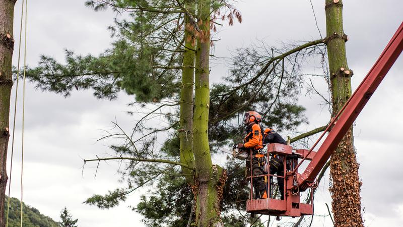 Men removing tree with a bucket truck