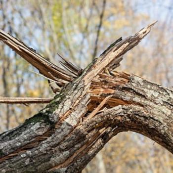 A broken tree limb