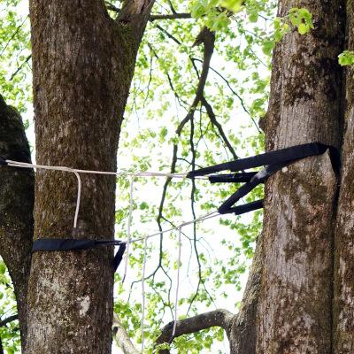 Tree Cabling and Bracing in Aberdeen, NC