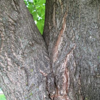 A tree with included bark that can benefit from cabling