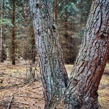 A large pine tree with two stems that benefits from cabling