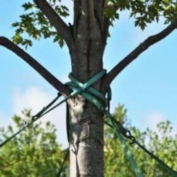 A young tree being support by braces for a good growth pattern