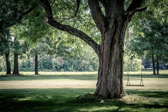 Large tree with a swing in it hanging from chains