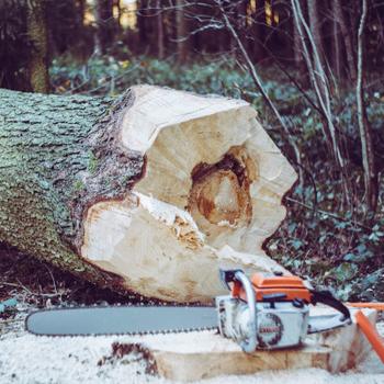 Felled tree with a chainsaw on the stump