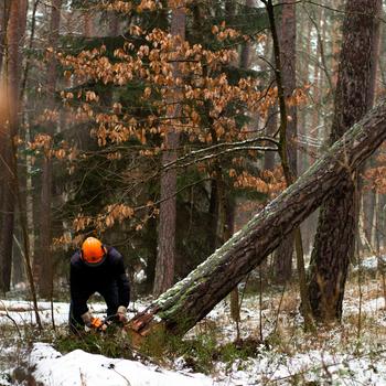 Felling a large pine tree in the snow