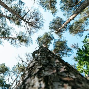 Looking up at a pine forest roof