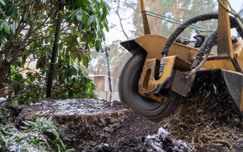 Stump grinder grinding pine stump