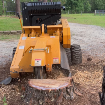 Large stump grinder grinding pine stump