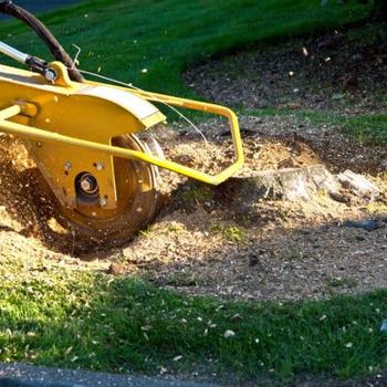 Stump grinding view in grass