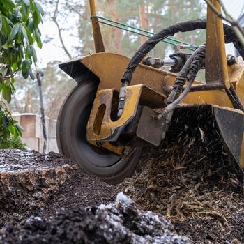 Stump grinding a large pine stump