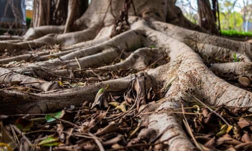 Root system of large tree exposed