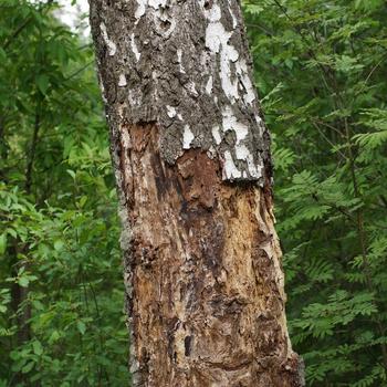 Exposed diseased section of a tree