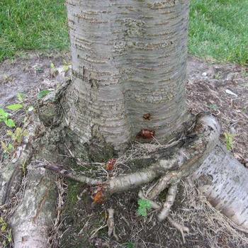 Roots girdling around the base of a tree