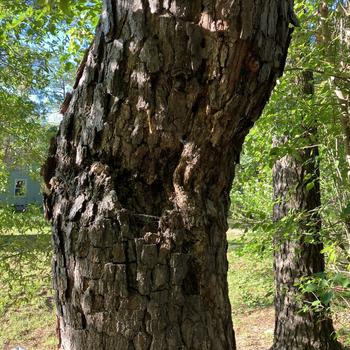 Large canker on pine tree