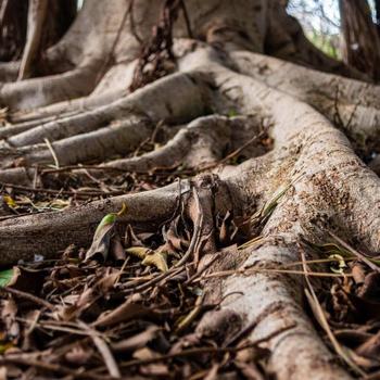 Large exposed root system of a tree