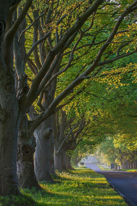 Row of large trees along the road