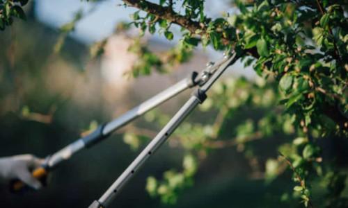 Shears pruning tree limb