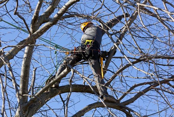 Climber in tree looking down with chainsaw