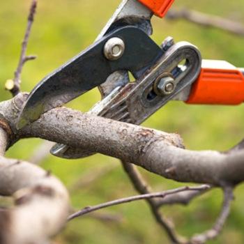 Close up of loppers pruning a small limb