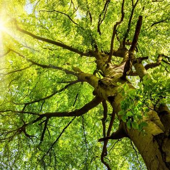 Looking up at a full tree canopy