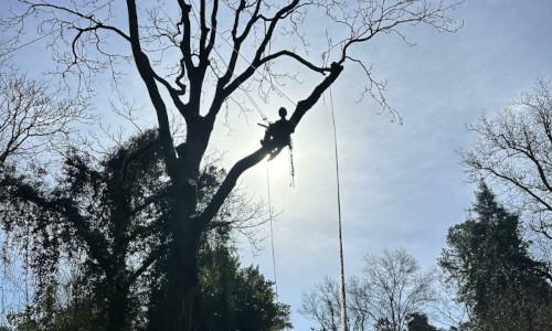 Climber in tree rigging branch