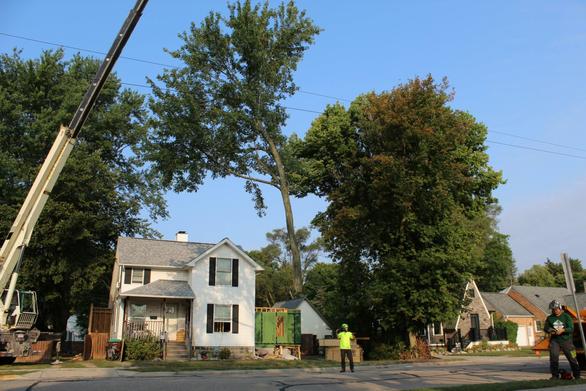 Crane removing fallen tree from house