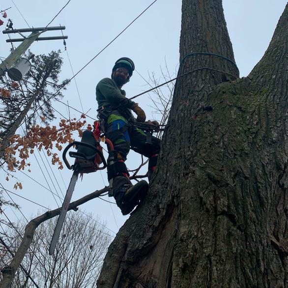 Climber in tree looking down with chainsaw